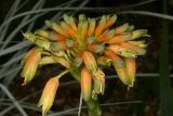 Aloe ecklonis RCP7-06 178.jpg